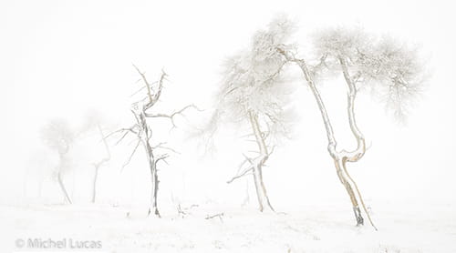 Bar und böse auf dem Venn. Von Michel Lucas