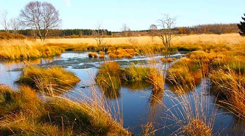 Pingo (periglaziale Überreste) im Brackvenn. Pingo (periglaziale Überreste) im Brackvenn.